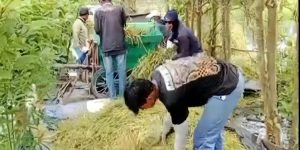 Para Petani di Damparan Kebut Panen Padi Saat Banjir Mulai Menerpa